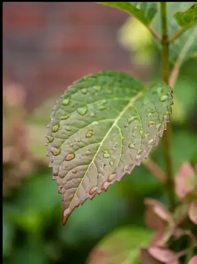 Blatt mit Wassertropfen